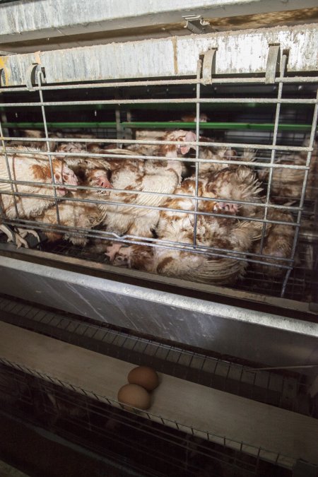 Hens in battery cages with feather loss