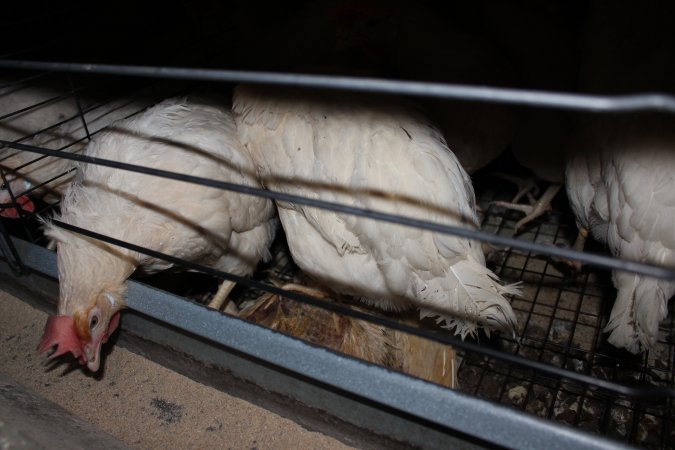 Dead hen in battery cages