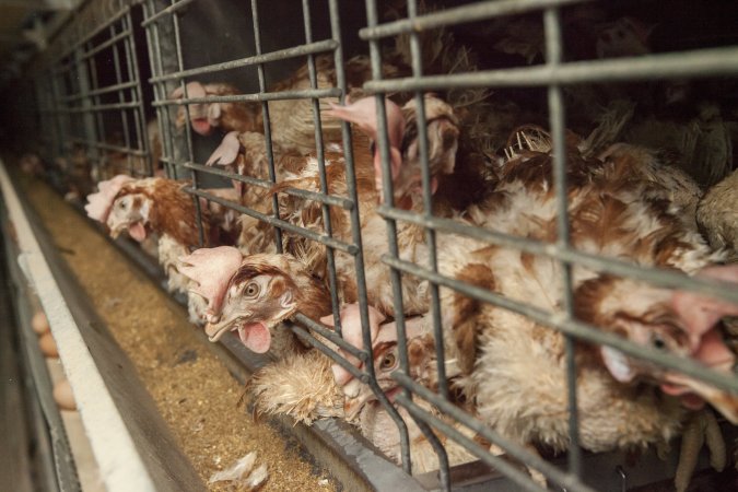 Hens in battery cages with feather loss