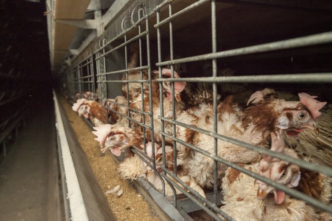 Hens in battery cages with feather loss