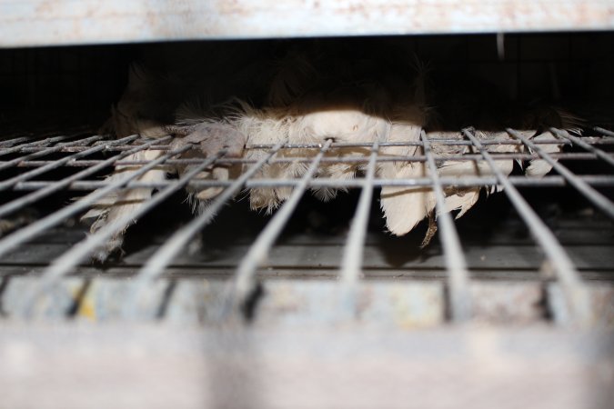 Dead hen in battery cages