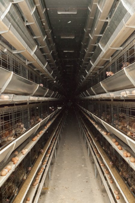 Hens in battery cages