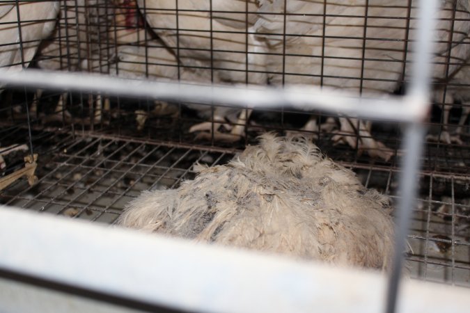 Dead hen in battery cages