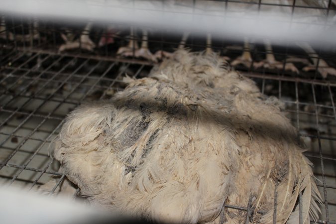 Dead hen in battery cages