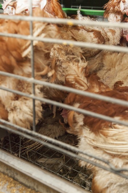 Dead hen in battery cages