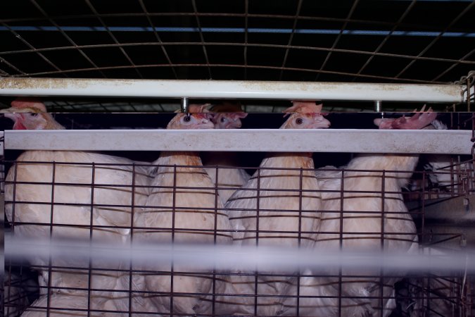 Hens in battery cages