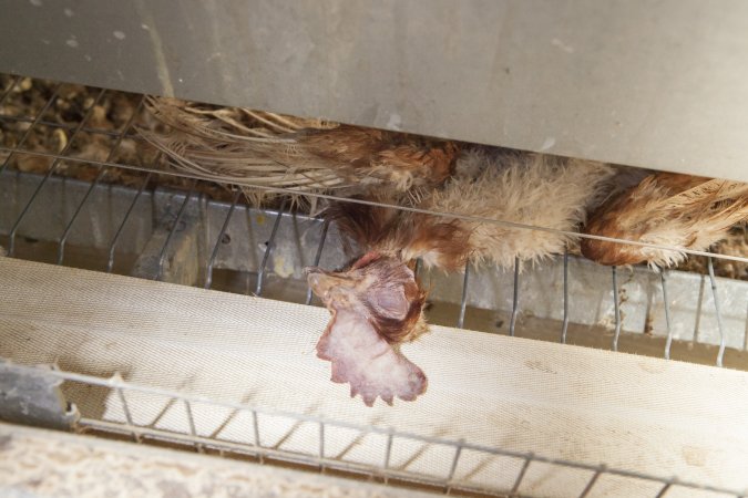 Dead hen in battery cages