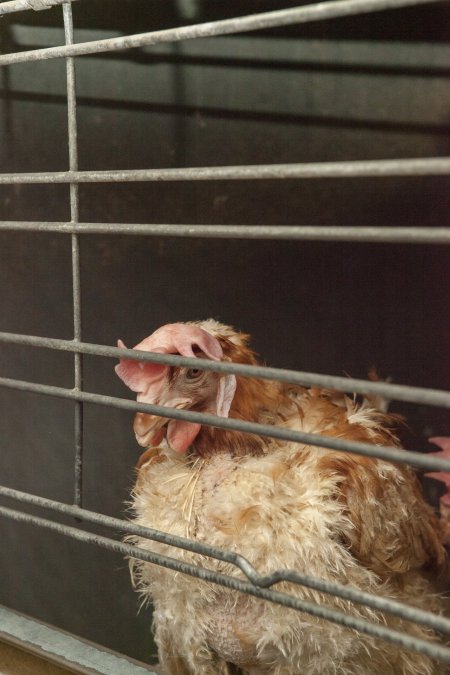 Hens in battery cages with feather loss