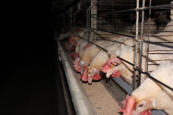 Hens in battery cages