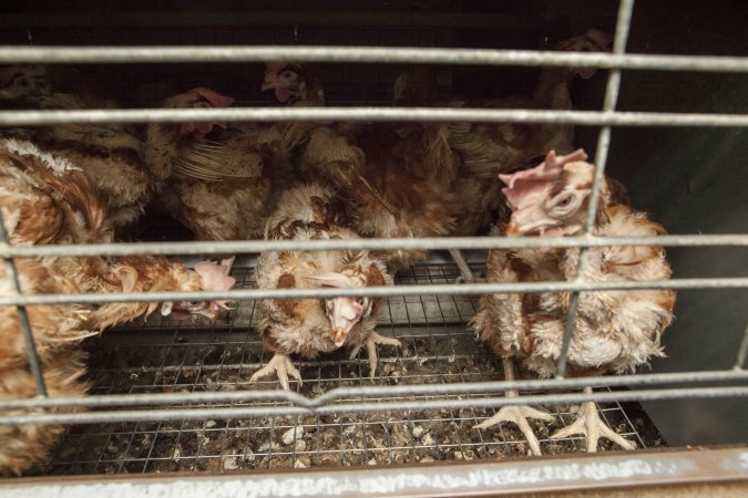 Wire floor of battery cages