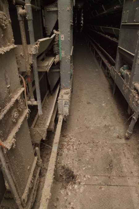 Hens in battery cages