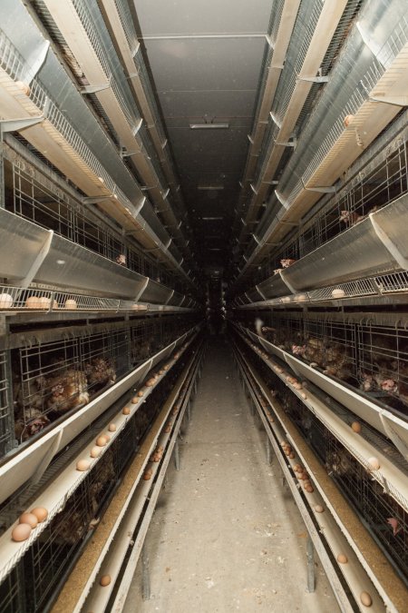 Hens in battery cages