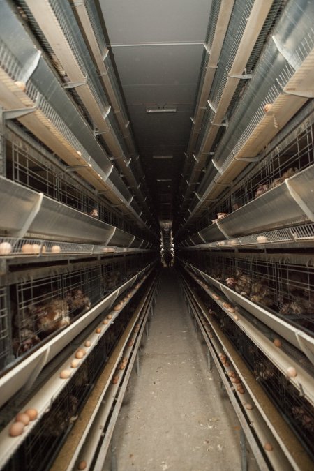 Hens in battery cages