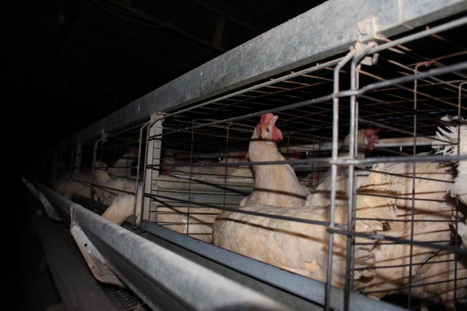 Hens in battery cages