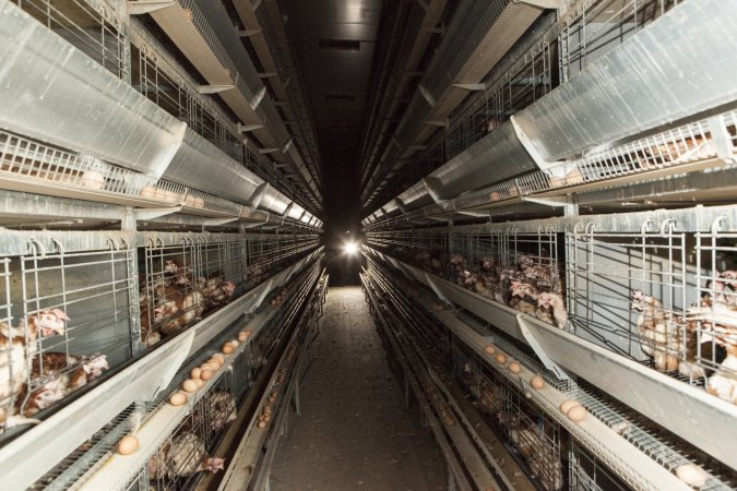 Hens in battery cages