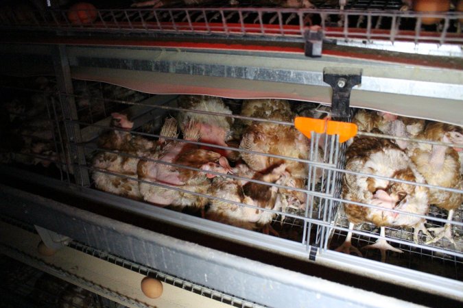 Hens in battery cages with feather loss