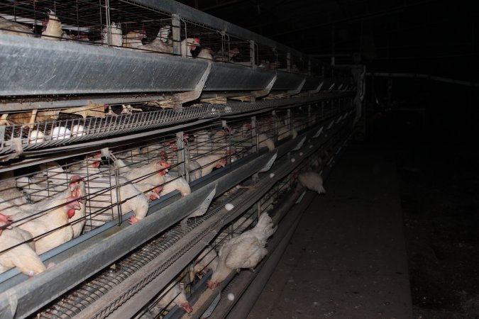 Hens in battery cages