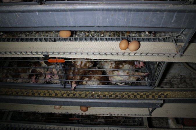 Hens in battery cages with feather loss