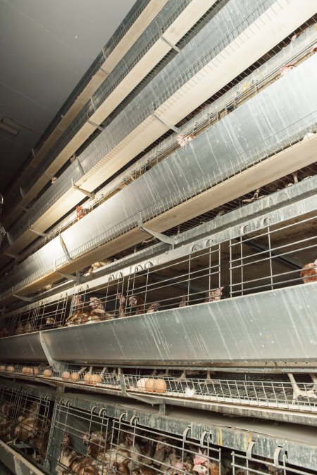 Hens in battery cages