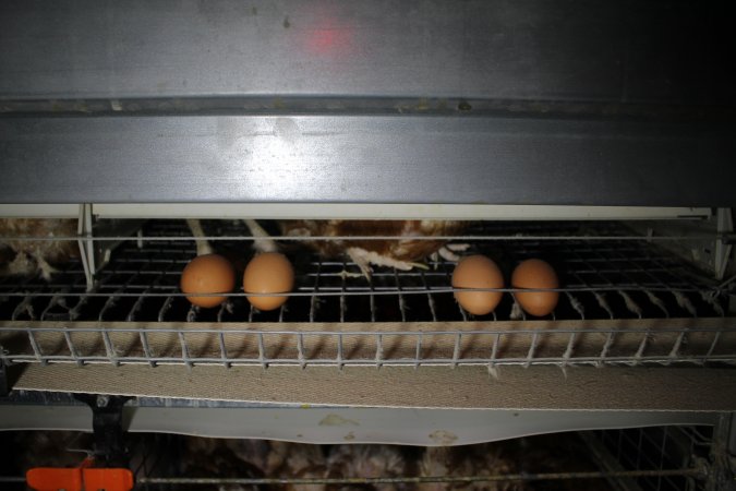 Hens in battery cages