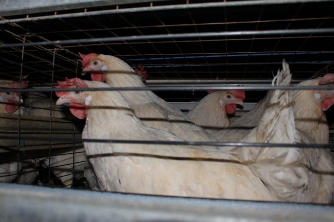 Hens in battery cages