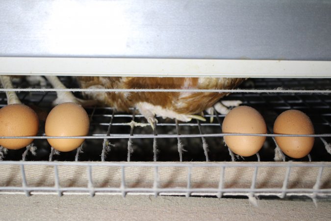 Hens in battery cages