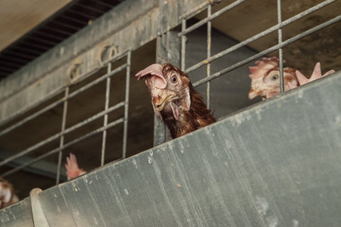 Hen looking down from battery cage