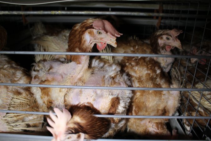 Hens in battery cages with feather loss