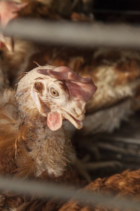 Hens in battery cages with feather loss