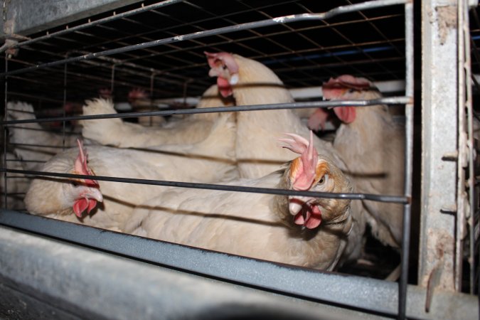 Hens in battery cages