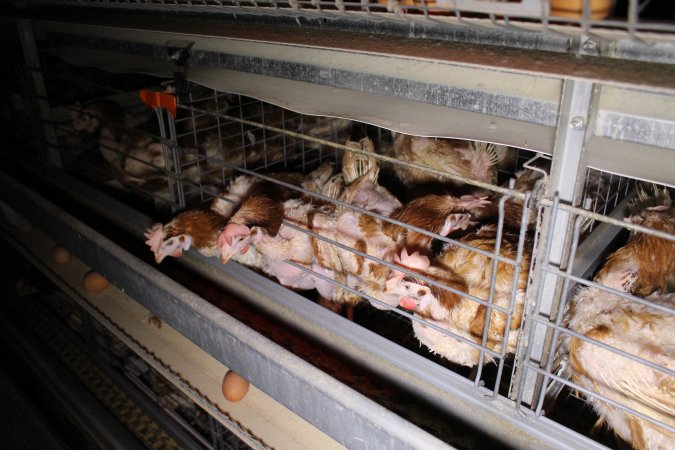 Hens in battery cages with feather loss