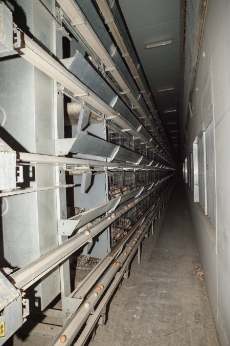 Hens in battery cages