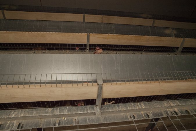 Hens in battery cages