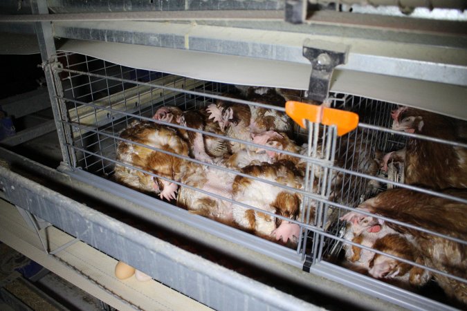 Hens in battery cages with feather loss