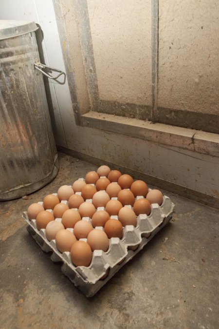 Carton of eggs on floor