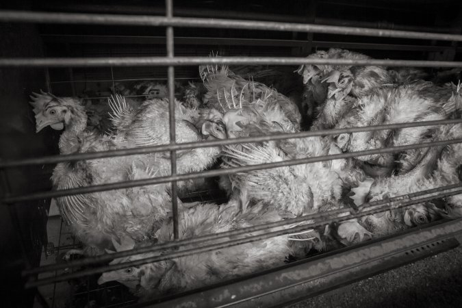 Hens in battery cages with feather loss