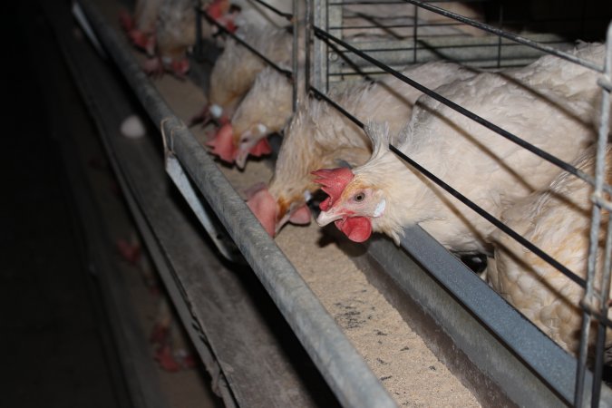 Hens in battery cages