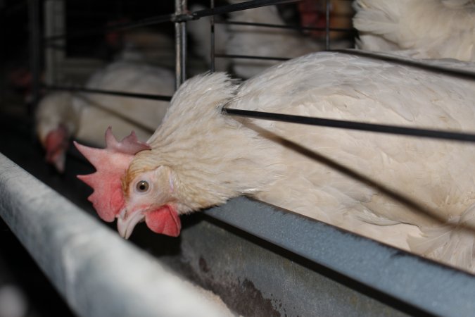 Hens in battery cages