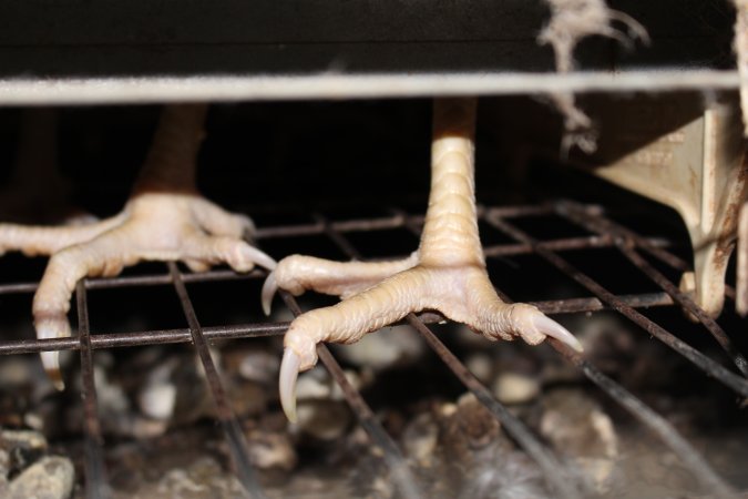 Feet on wire floor of cage