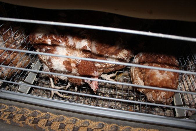 Hens in battery cages