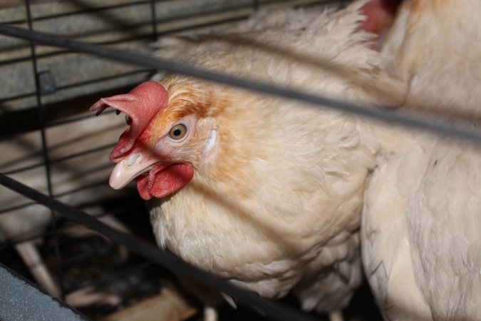 Hens in battery cages