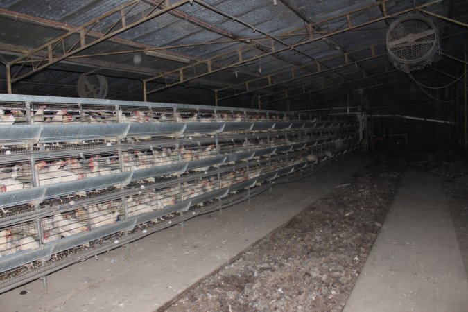 Hens in battery cages (three tier)