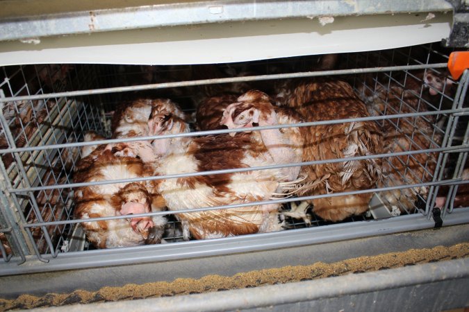 Hens in battery cages with feather loss