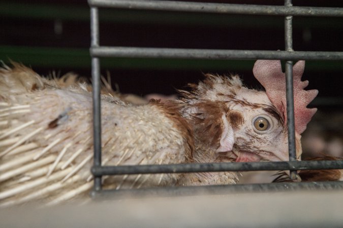 Hens in battery cages with feather loss