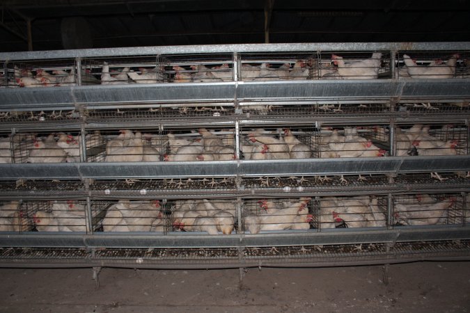 Hens in battery cages (three tier)