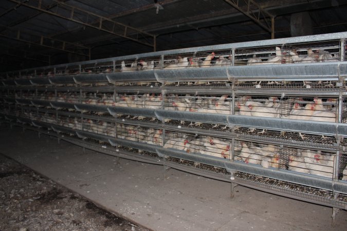 Hens in battery cages (three tier)