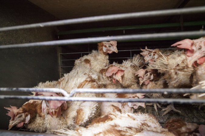 Hens in battery cages with feather loss