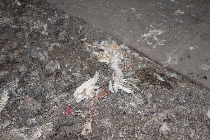 Remains of dead hen on floor