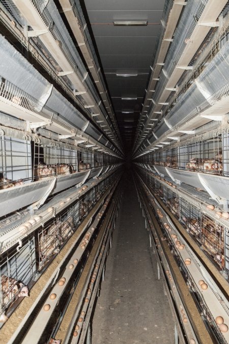 Hens in battery cages