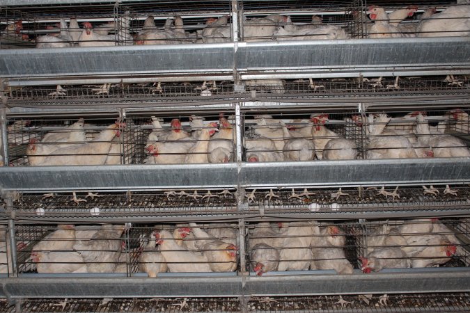 Hens in battery cages (three tier)